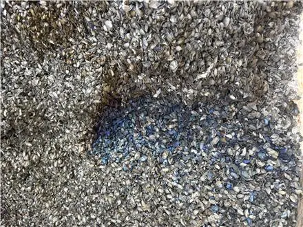 کربن پوست پسته