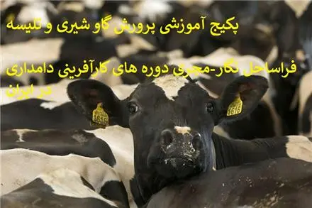 بسته آموزشی پرورش گاو شیری