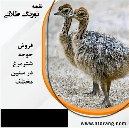 فروش جوجه شترمرغ یک ماهه گردن آبی فروش جوجه شترمرغ