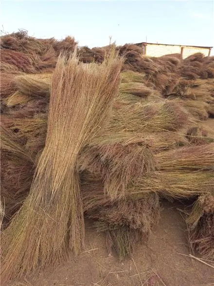 جارو شهرداری