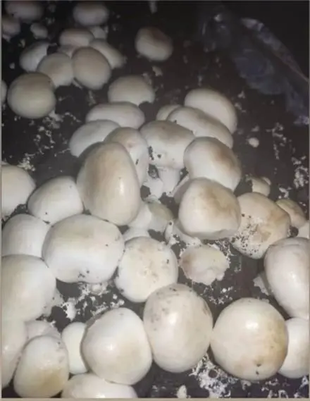 فروش کمپوست آماده قارچ دکمه ای و فروش خاک پوششی