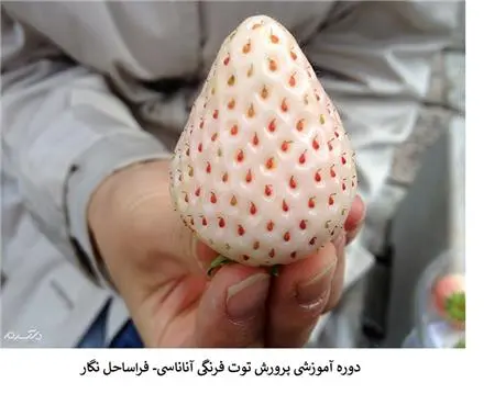 دوره آموزشی کاشت توت فرنگی سفید