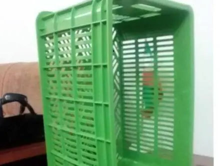 فروش سبد کیوی
