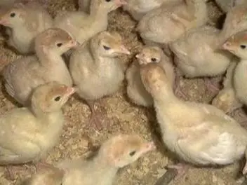 فروش جوجه بوقلمون برنز و بیوتی
