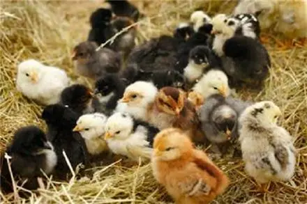فروش مرغ بومی گلپایگانی و جهادی و صنعتی