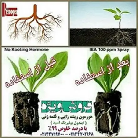 ترکیب ریشه زایی و قلمه زنی
