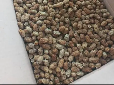 توت خشک ارگانیک با کیفیت.organic mulberry