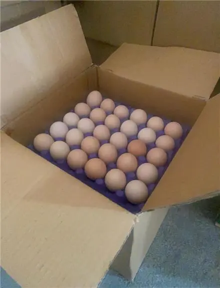 فروش جوجه گوشتی راس 308 تخم نطفه دار راس وارداتی