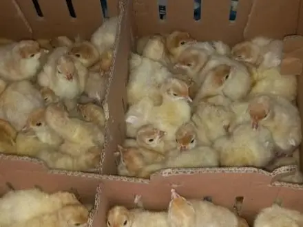 جوجه بوقلمون بیوتی ۱ روزه