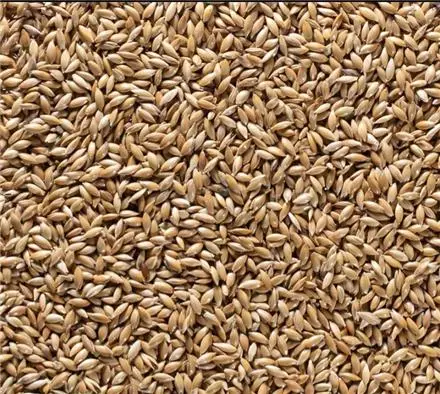 فروش دان جوجه و دان پرندگان زینتی