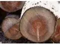 فروشگاه صنعت چوب . فروش چوب تبدیل شده جهت مصارف صنعتی و ساختمانی