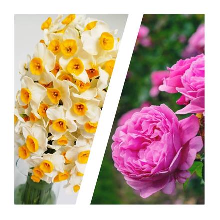 توزیع انواع عطرهای سنتی قمصر کاشان