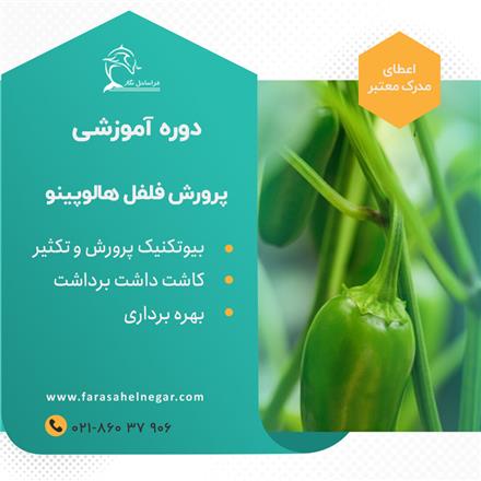 آموزش تخصصی فلفل هالوپینو،فلفل دلمه ای،فلفل شمشیری