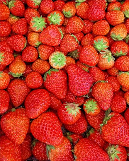 دوره آموزشی پرورش توت فرنگی