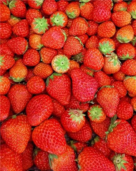 دوره آموزشی پرورش توت فرنگی
