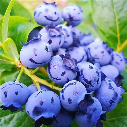 دوره آموزشی پرورش بلوبری گلخانه هیدروپونیک و خاکی