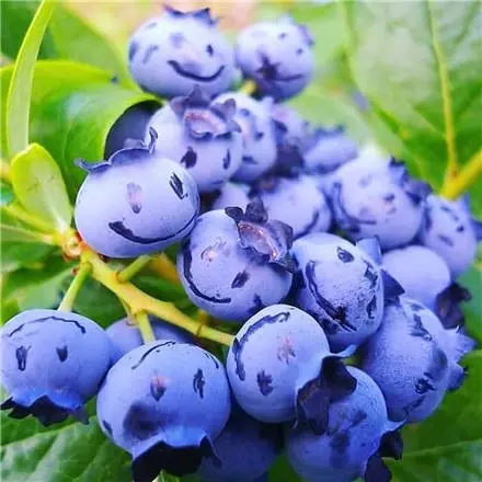 دوره آموزشی پرورش بلوبری گلخانه هیدروپونیک و خاکی