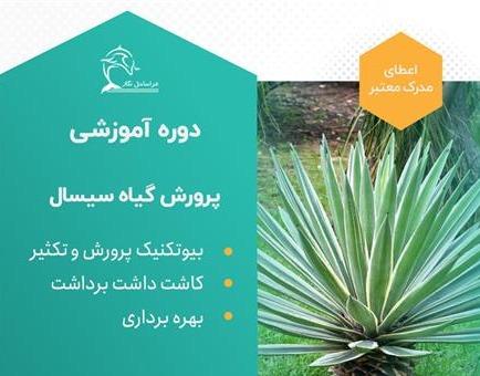 دوره آموزشی پرورش گیاه سیسال-الیاف طبیعی