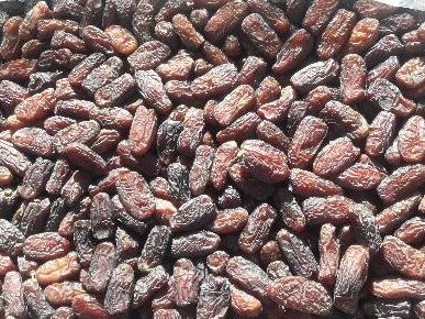 فروش عمده خرمای پیارم , خاصویی