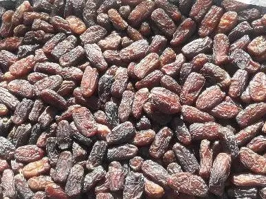 فروش عمده خرمای پیارم , خاصویی