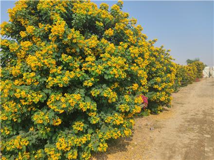 فروش انواع نهال گرمسیری و نیمه گرمسیری