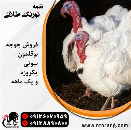 فروش جوجه بوقلمون بیوتی ، فروش جوجه بوقلمون برنز