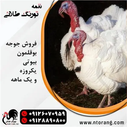 فروش جوجه بوقلمون بیوتی ، فروش جوجه بوقلمون برنز