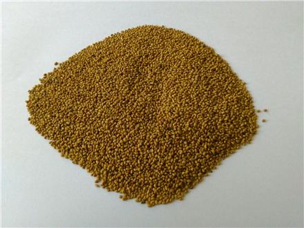 فروش بذر یونجه اصیل همدانی