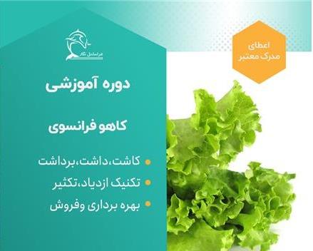 دوره آموزشی کاشت کاهو فرانسوی