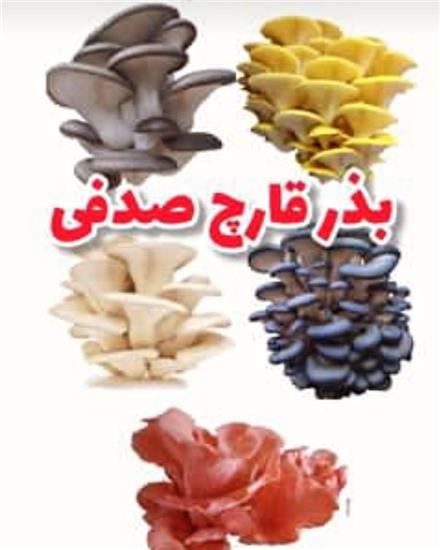 قیمت بذر قارچ صدفی