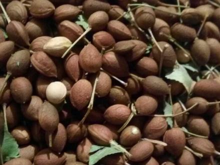 فروش‌ مهلب وحشی