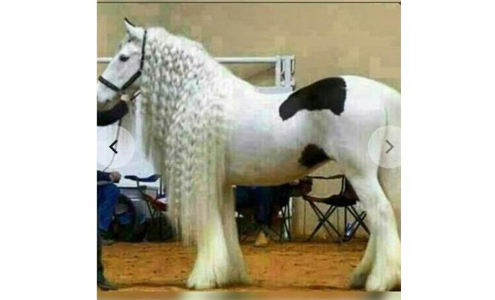 بیمه حوادث اسب سعادت اباد شهرک غرب
