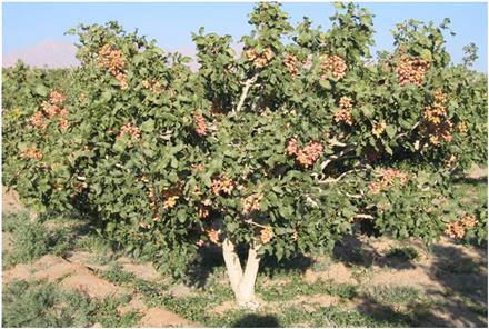 خرید پسته تر مستقیم از باغدار خراسان رضوی.